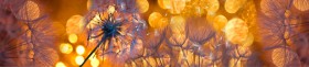 Кухонный фартук Мерцание Одуванчики золотистые 3 серебро в Саратове - saratov.katalogmebeli.com | фото